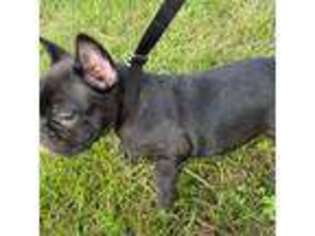 French Bulldog Puppy for sale in Elkhart, IN, USA