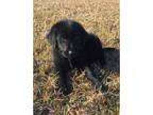 Labradoodle Puppy for sale in Richlands, NC, USA