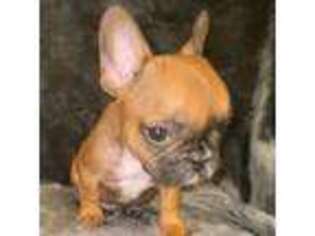 French Bulldog Puppy for sale in Sand Springs, OK, USA
