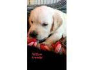 Labrador Retriever Puppy for sale in Due West, SC, USA