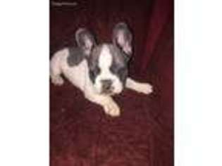 French Bulldog Puppy for sale in Middleton, TN, USA