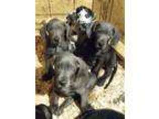 Great Dane Puppy for sale in Newark, OH, USA