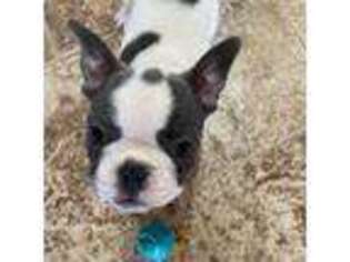 French Bulldog Puppy for sale in Elko, NV, USA
