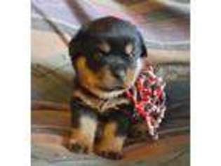 Rottweiler Puppy for sale in Grand Saline, TX, USA