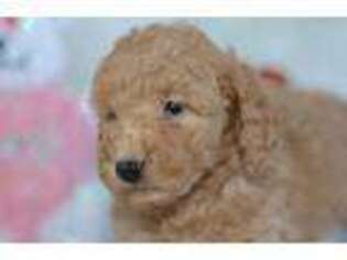 Goldendoodle Puppy for sale in Crete, IL, USA