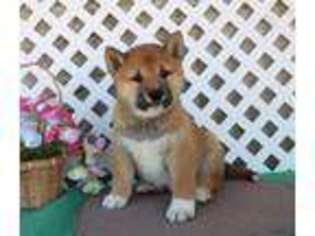 Shiba Inu Puppy for sale in Quarryville, PA, USA