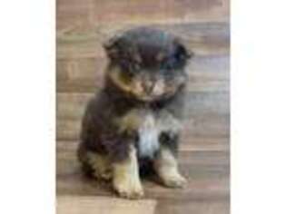 Pomeranian Puppy for sale in Cypress, CA, USA