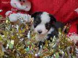 Miniature Australian Shepherd Puppy for sale in Vinemont, AL, USA