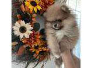 Pomeranian Puppy for sale in Maryville, MO, USA