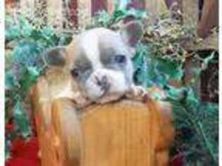 French Bulldog Puppy for sale in New Bethlehem, PA, USA