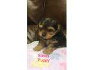Yorkshire Terrier Puppy for sale in Carriere, MS, USA