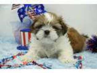 Mutt Puppy for sale in Mill Hall, PA, USA