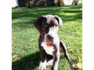 Great Dane Puppy for sale in Walsenburg, CO, USA