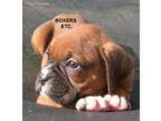 Boxer Puppy for sale in Nicholls, GA, USA