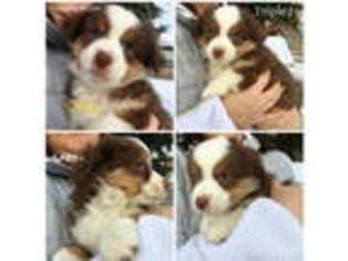 Miniature Australian Shepherd Puppy for sale in Delavan, WI, USA