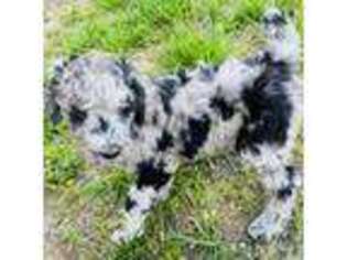Mutt Puppy for sale in London, KY, USA