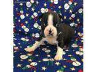 Boston Terrier Puppy for sale in Fillmore, IL, USA