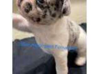 French Bulldog Puppy for sale in Duncan, OK, USA