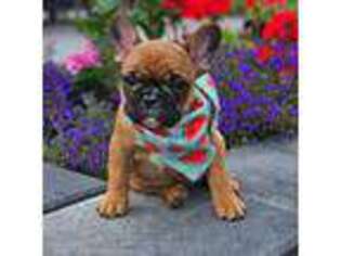 French Bulldog Puppy for sale in Terrebonne, OR, USA