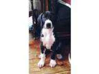 Great Dane Puppy for sale in Mount Washington, KY, USA