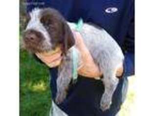 Wirehaired Pointing Griffon Puppy for sale in Denver, CO, USA