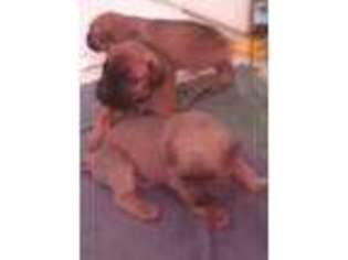 Cane Corso Puppy for sale in San Andreas, CA, USA