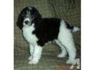 Mutt Puppy for sale in LARNED, KS, USA
