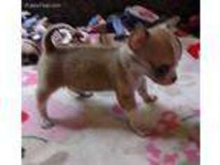 Chihuahua Puppy for sale in Gilbert, SC, USA