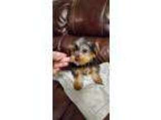 Yorkshire Terrier Puppy for sale in Fall River, MA, USA