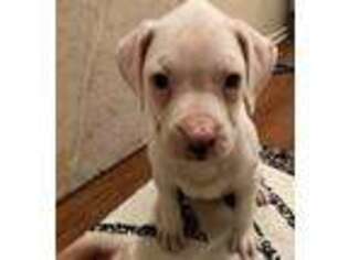 Boxer Puppy for sale in Granada Hills, CA, USA