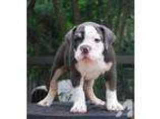 Bulldog Puppy for sale in MIDDLEBURG, FL, USA