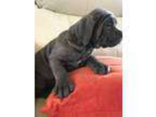 Neapolitan Mastiff Puppy for sale in Moberly, MO, USA