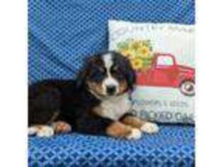 Bernese Mountain Dog Puppy for sale in Palos Park, IL, USA