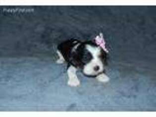 Cavalier King Charles Spaniel Puppy for sale in Chicago, IL, USA