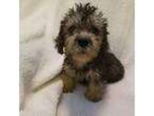 Dandie Dinmont Terrier Puppy for sale in Salem, MO, USA