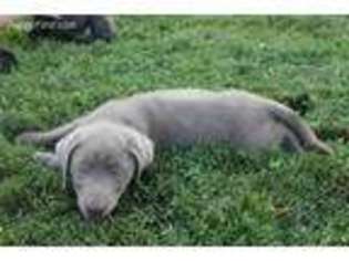 Labrador Retriever Puppy for sale in Elkton, KY, USA