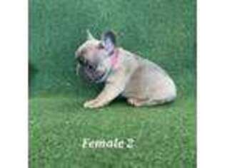 French Bulldog Puppy for sale in Palestine, TX, USA