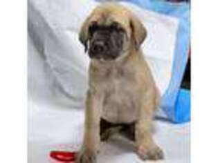 Mastiff Puppy for sale in Central Islip, NY, USA