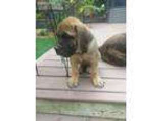 Boerboel Puppy for sale in Cumberland, RI, USA
