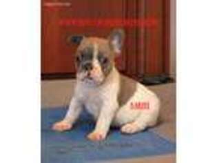 French Bulldog Puppy for sale in Reeds Spring, MO, USA