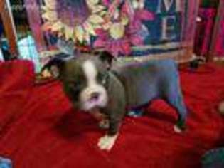 Boston Terrier Puppy for sale in Whiteside, MO, USA
