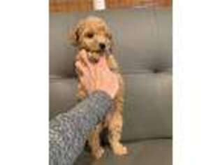 Goldendoodle Puppy for sale in Oakland, NJ, USA
