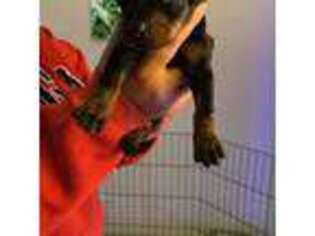 Doberman Pinscher Puppy for sale in Augusta, GA, USA