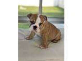 Bulldog Puppy for sale in Port Jefferson Station, NY, USA