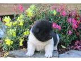 Akita Puppy for sale in Thompson Falls, MT, USA
