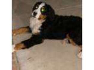 Bernese Mountain Dog Puppy for sale in San Dimas, CA, USA