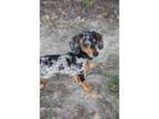 Dachshund Puppy for sale in Lake Charles, LA, USA