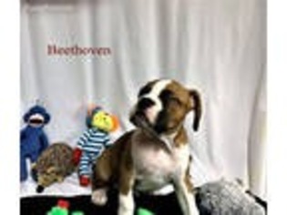 Boxer Puppy for sale in Staunton, VA, USA