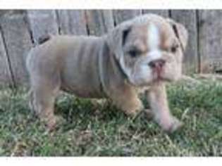 Bulldog Puppy for sale in Piedmont, OK, USA