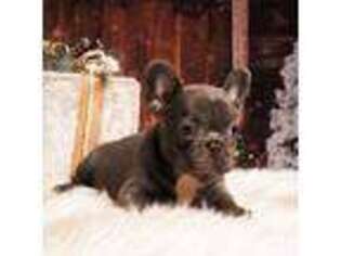 French Bulldog Puppy for sale in Cantonment, FL, USA